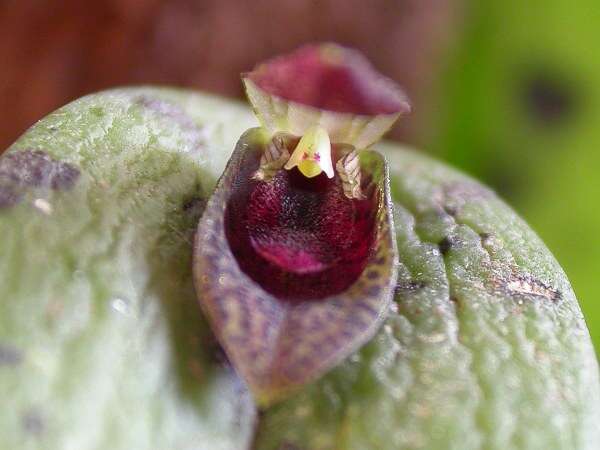 Imagem de Acianthera saundersiana (Rchb. fil.) Pridgeon & M. W. Chase