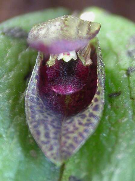 Image de Acianthera saundersiana (Rchb. fil.) Pridgeon & M. W. Chase