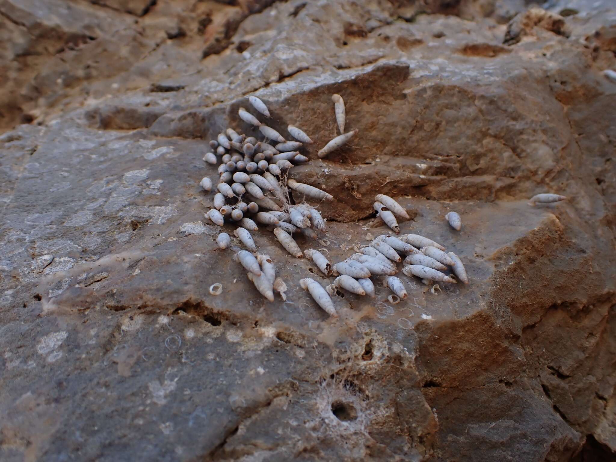 صورة Albinaria candida (L. Pfeiffer 1850)