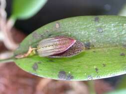 Image de Acianthera saundersiana (Rchb. fil.) Pridgeon & M. W. Chase