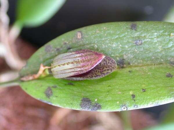 Image of Acianthera saundersiana (Rchb. fil.) Pridgeon & M. W. Chase