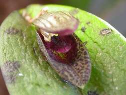 Image of Acianthera saundersiana (Rchb. fil.) Pridgeon & M. W. Chase