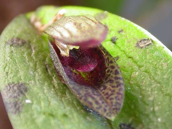 Imagem de Acianthera saundersiana (Rchb. fil.) Pridgeon & M. W. Chase