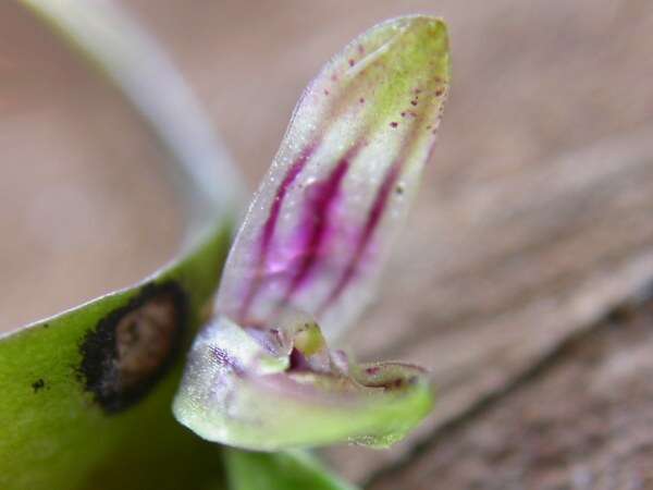 Image of Acianthera yauaperyensis (Barb. Rodr.) Pridgeon & M. W. Chase