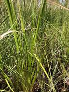 Image of fringed yelloweyed grass