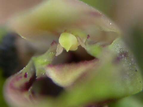 Image of Acianthera yauaperyensis (Barb. Rodr.) Pridgeon & M. W. Chase