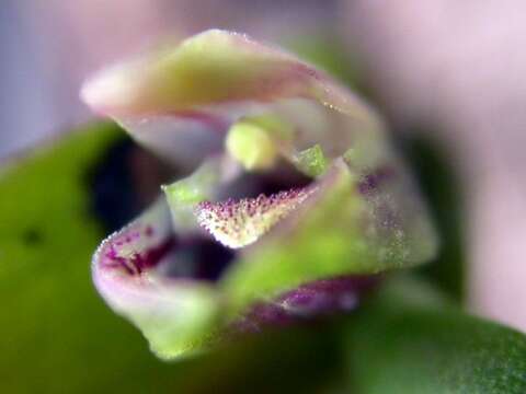 Image of Acianthera yauaperyensis (Barb. Rodr.) Pridgeon & M. W. Chase