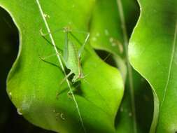 Image of Caedicia simplex (Walker & F. 1869)