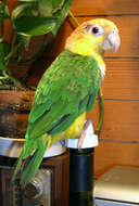Image of Eastern White-bellied Parrot