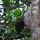 Image of Western Dwarf Squirrel