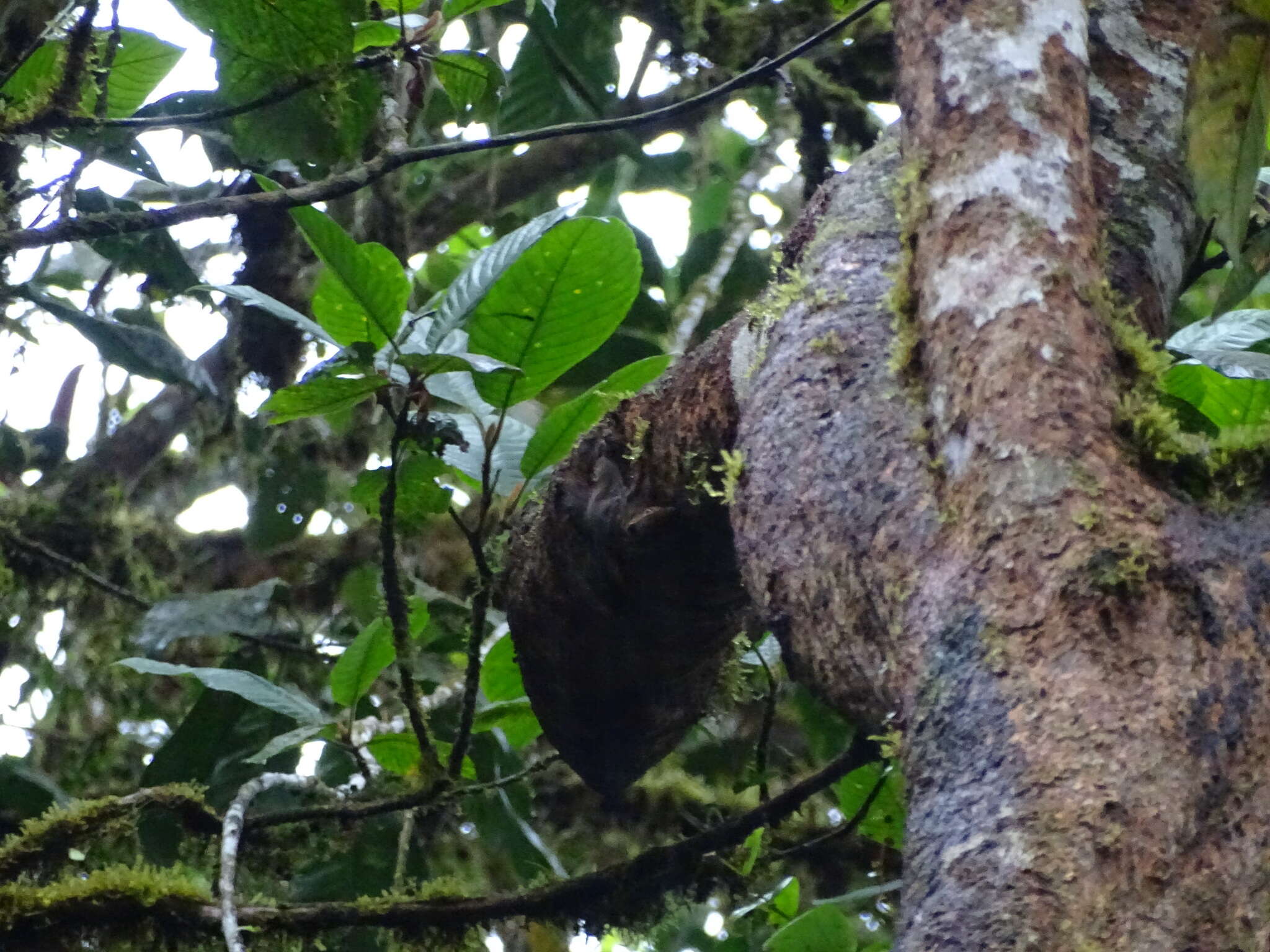 Image of Western Dwarf Squirrel