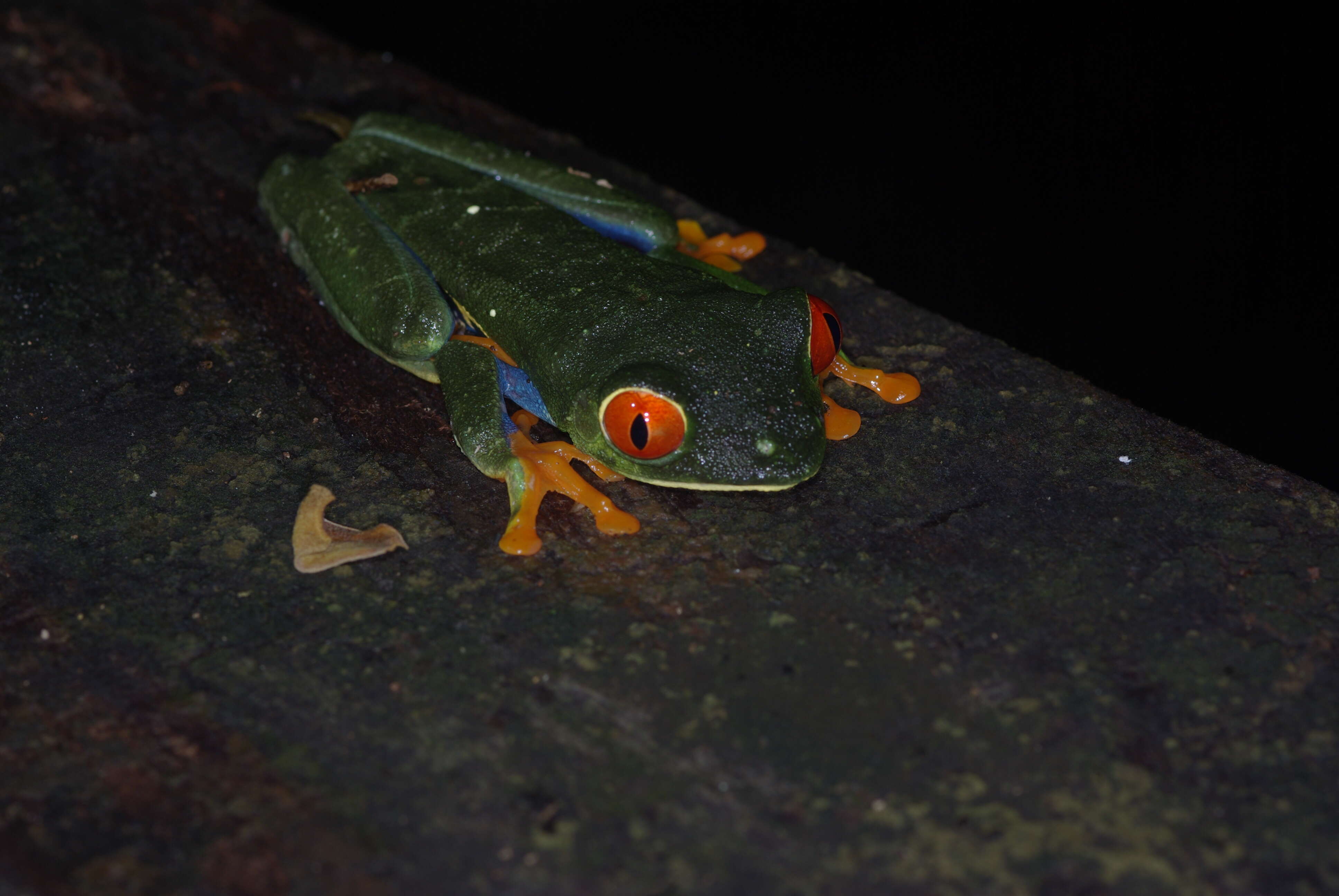 Imagem de Agalychnis callidryas (Cope 1862)