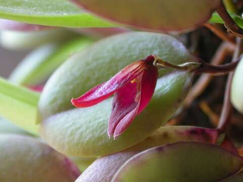 Plancia ëd Acianthera bidentula (Barb. Rodr.) Pridgeon & M. W. Chase