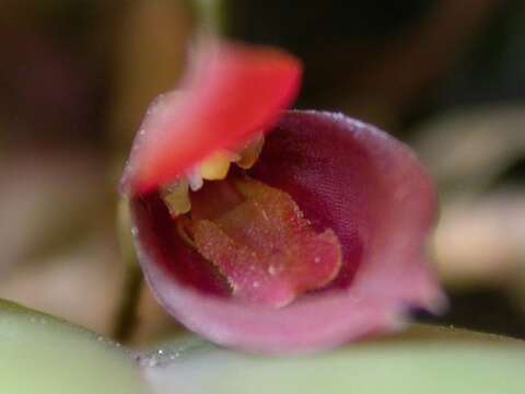 Image of Acianthera bidentula (Barb. Rodr.) Pridgeon & M. W. Chase