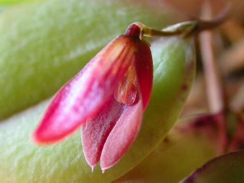 Image of Acianthera bidentula (Barb. Rodr.) Pridgeon & M. W. Chase