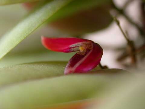 Image of Acianthera bidentula (Barb. Rodr.) Pridgeon & M. W. Chase