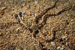 Image of Reticulated brittle star