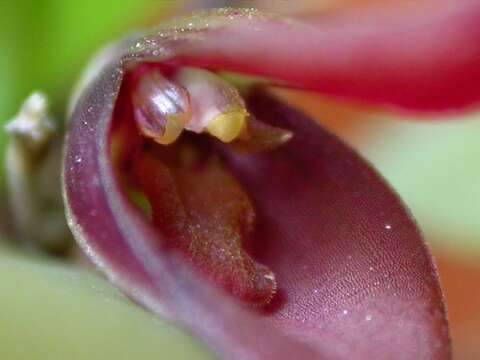 Image of Acianthera bidentula (Barb. Rodr.) Pridgeon & M. W. Chase