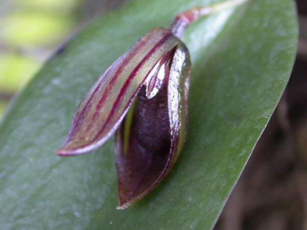 Image of Acianthera