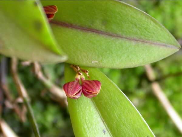 Image of Acianthera glanduligera (Lindl.) Luer