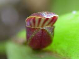 Image of Acianthera glanduligera (Lindl.) Luer