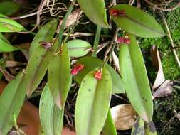 Image of Acianthera glanduligera (Lindl.) Luer