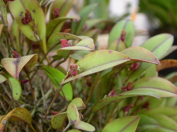 Image of Acianthera glanduligera (Lindl.) Luer