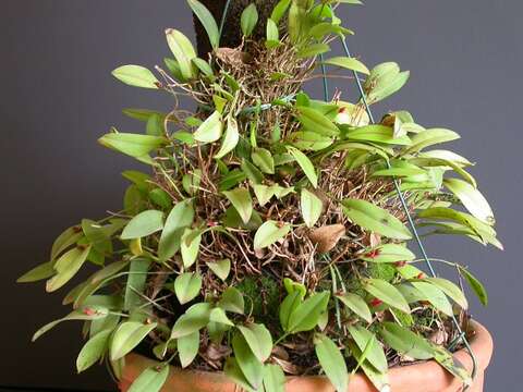 Image of Acianthera glanduligera (Lindl.) Luer