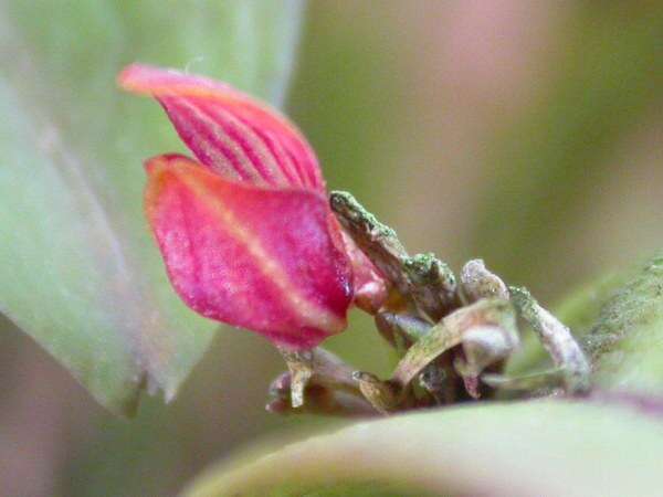 Image of Acianthera glanduligera (Lindl.) Luer