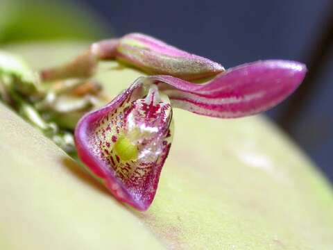 Image of Acianthera panduripetala (Barb. Rodr.) Pridgeon & M. W. Chase