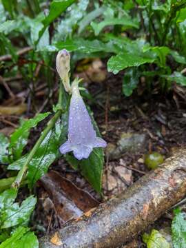 <i>Strobilanthes pentastemonoides</i> (Nees) T. Anderson resmi