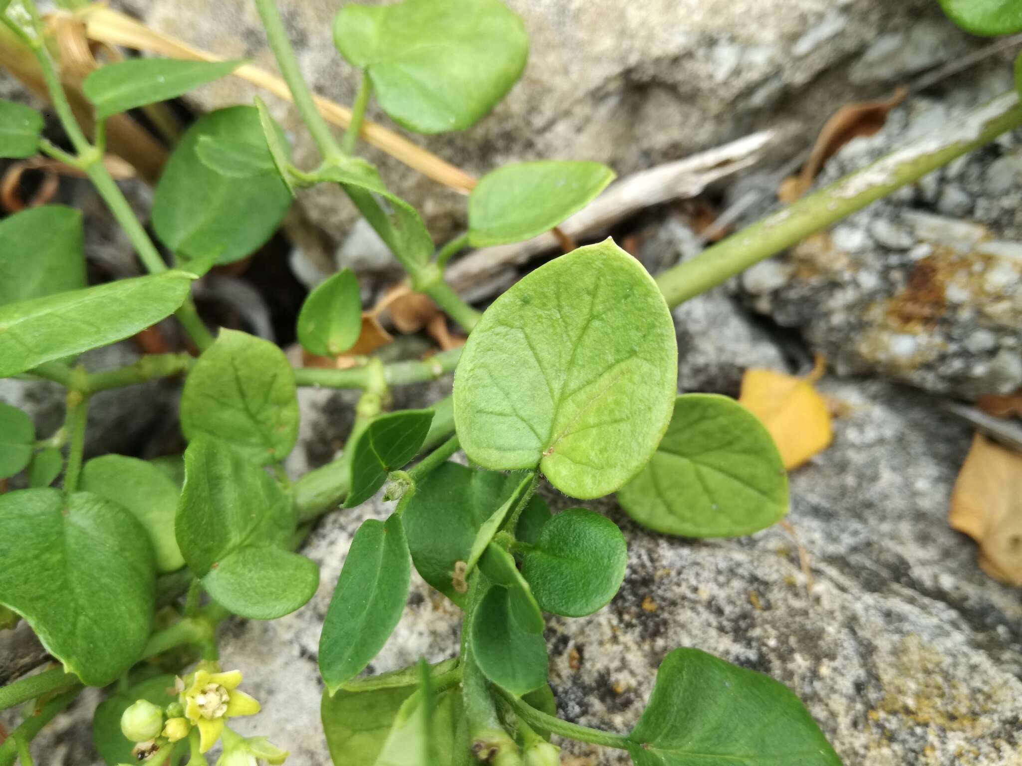 Image of Cynanchum obtusifolium L. fil.