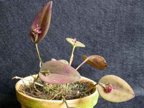 Image of Acianthera panduripetala (Barb. Rodr.) Pridgeon & M. W. Chase