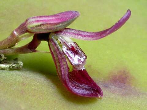 Imagem de Acianthera panduripetala (Barb. Rodr.) Pridgeon & M. W. Chase