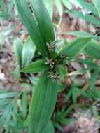 Image of Cyperus sciaphilus Cherm.