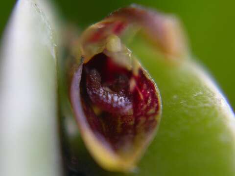 Image of Acianthera miqueliana (H. Focke) Pridgeon & M. W. Chase