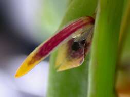 Image of Acianthera miqueliana (H. Focke) Pridgeon & M. W. Chase