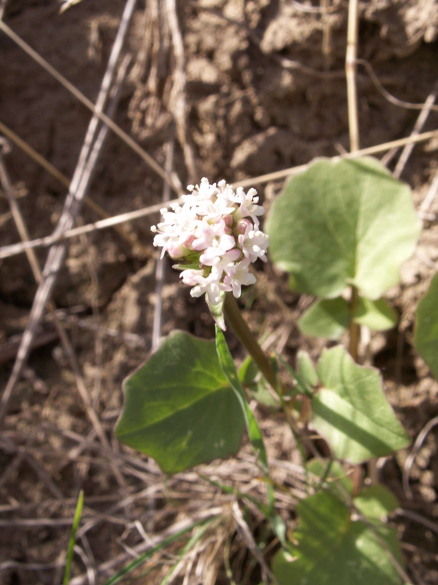 Image of Valeriana ficariifolia Boiss.