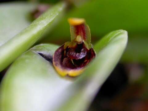 Image of Acianthera miqueliana (H. Focke) Pridgeon & M. W. Chase