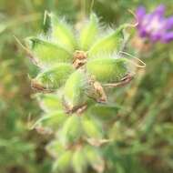 Image of <i>Lupinus <i>microcarpus</i></i> var. microcarpus