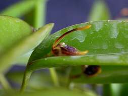 Image of Acianthera miqueliana (H. Focke) Pridgeon & M. W. Chase