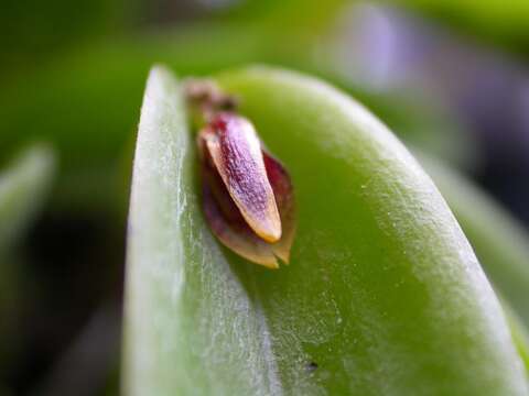 Image of Acianthera miqueliana (H. Focke) Pridgeon & M. W. Chase