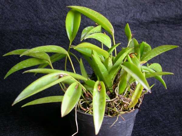 Image of Acianthera miqueliana (H. Focke) Pridgeon & M. W. Chase