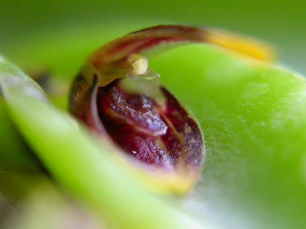 Image of Acianthera miqueliana (H. Focke) Pridgeon & M. W. Chase