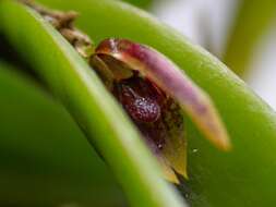 Image of Acianthera miqueliana (H. Focke) Pridgeon & M. W. Chase