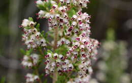 Imagem de Erica hispidula var. hispidula