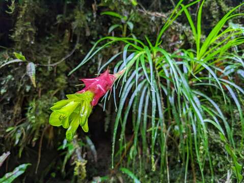 صورة Guzmania pearcei (Baker) L. B. Sm.