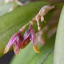 Image of Acianthera papillosa (Lindl.) Pridgeon & M. W. Chase