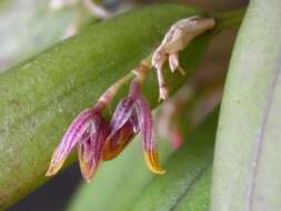 Image of Acianthera papillosa (Lindl.) Pridgeon & M. W. Chase