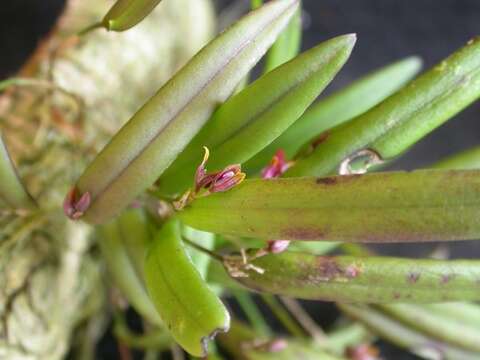 Image of Acianthera papillosa (Lindl.) Pridgeon & M. W. Chase